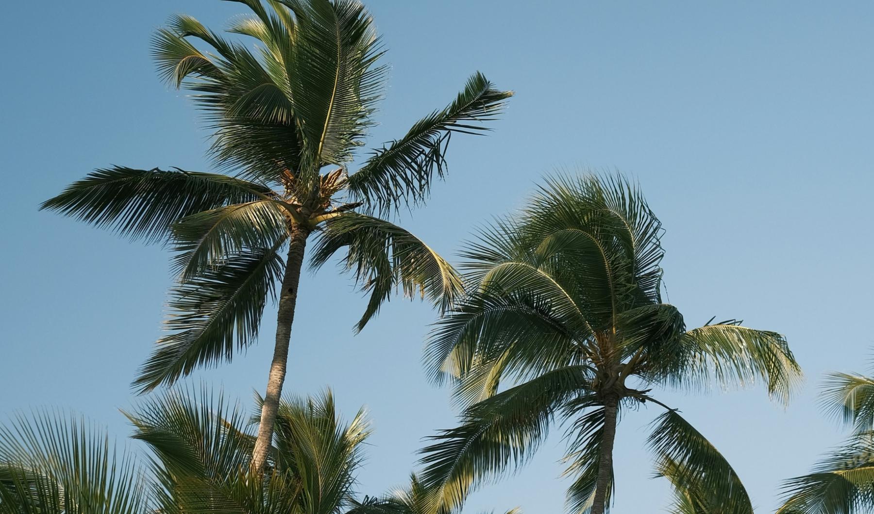 a group of palm trees